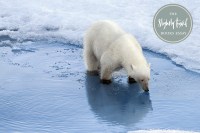 slightly foxed arctic