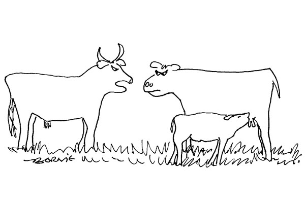 Cow 3