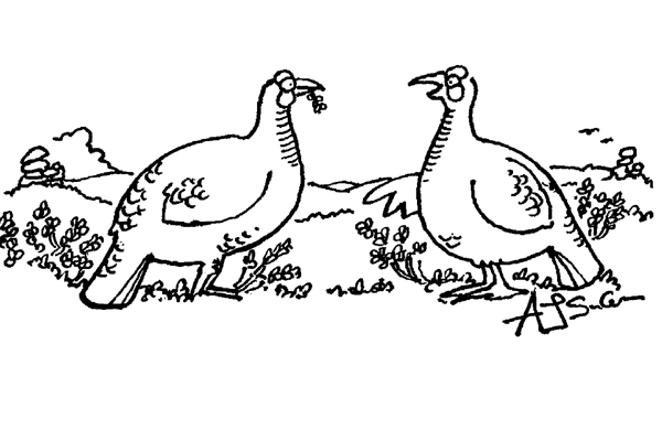 Pheasants