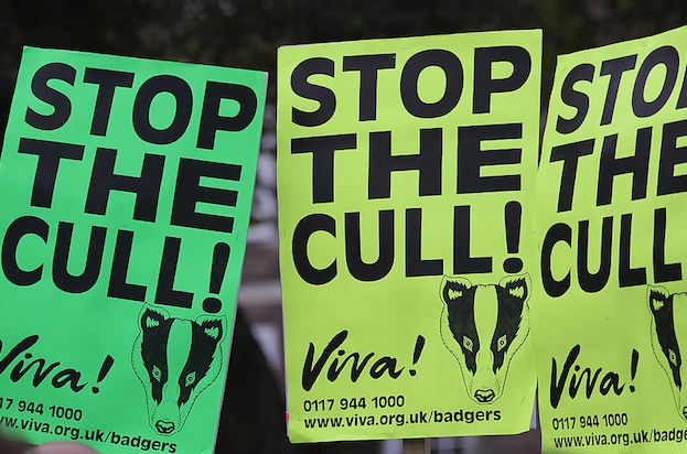 Animal rights groups fail to rally outside of social media | The Spectator