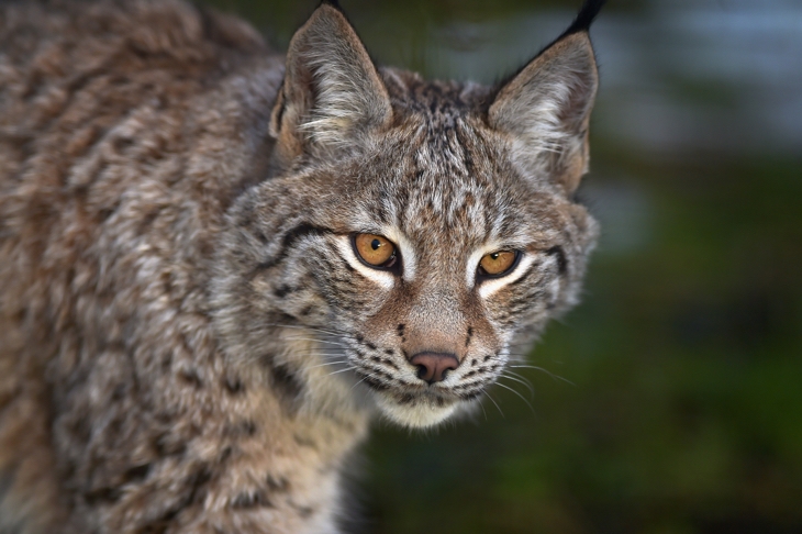 Wild lynx are either dangerous or docile - but we need to decide | The  Spectator
