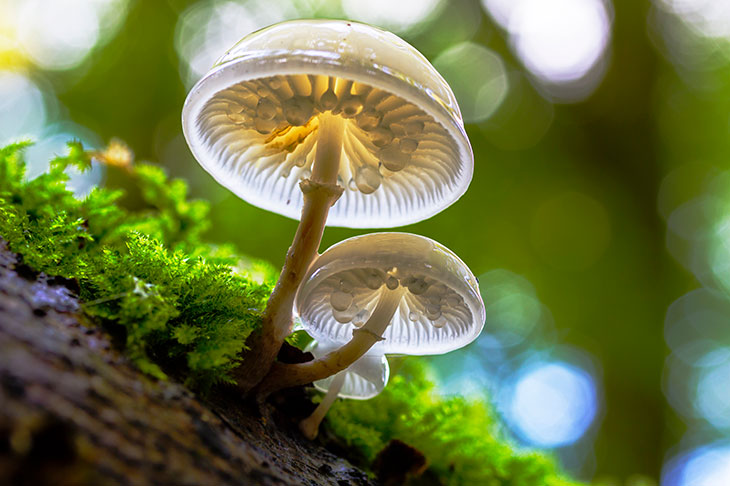 Mushroom Taxonomy