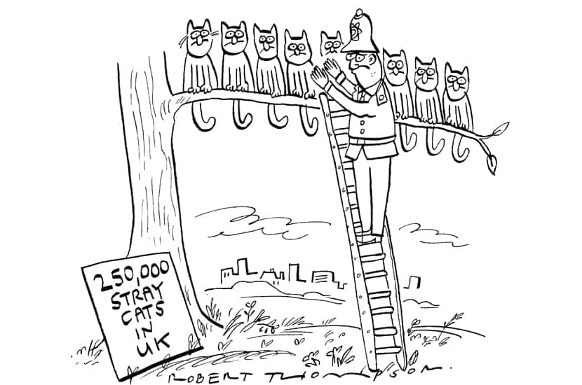 250,000 stray cats in UK