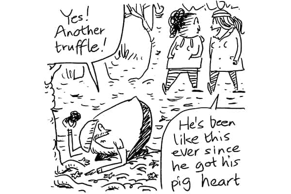 Pig heart