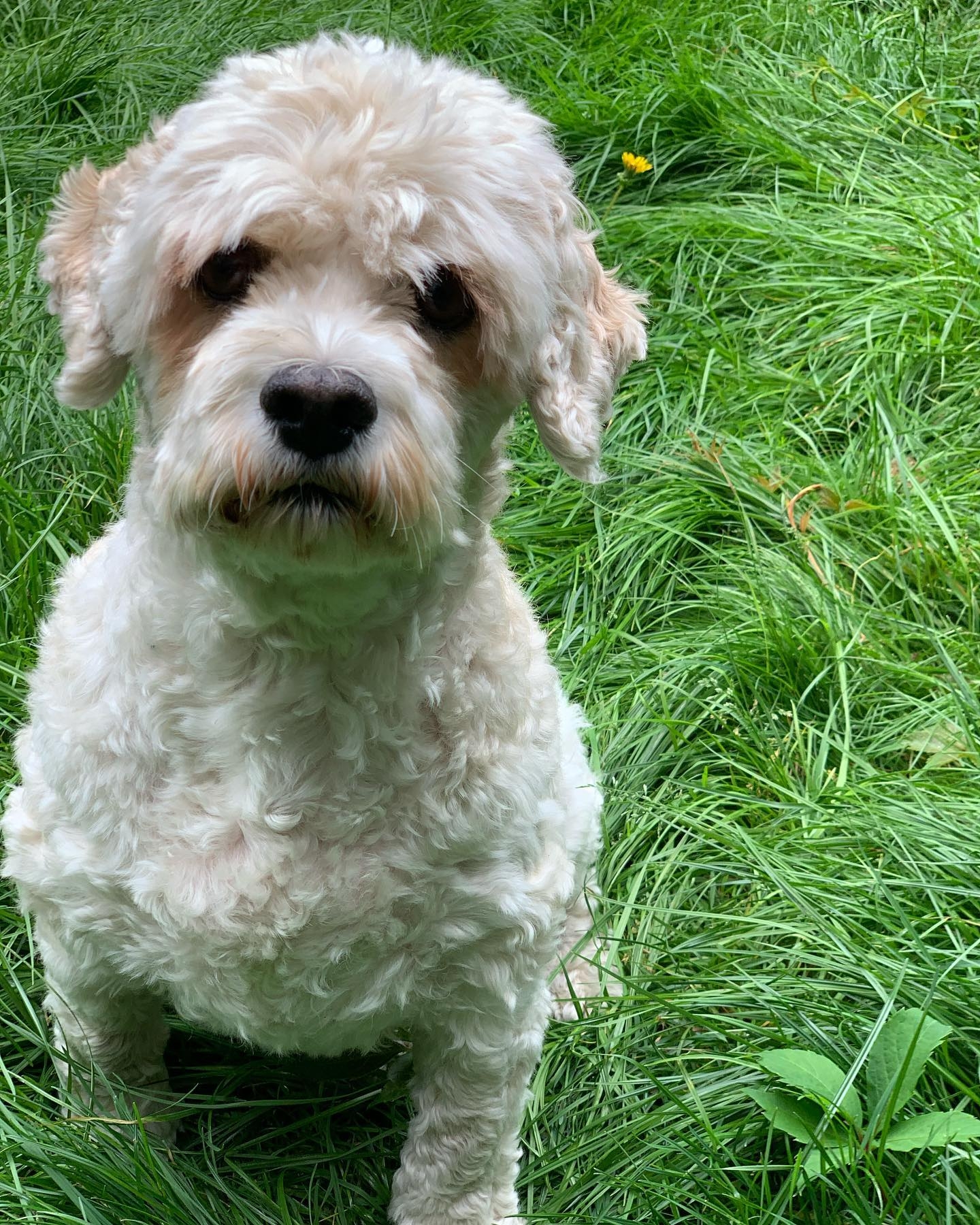 Fleur_Anderson_-_Toto.jpg