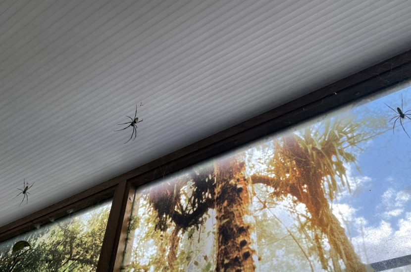 More-Orb-spiders.jpg