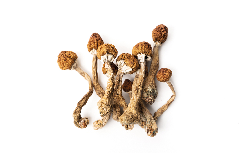 There's nothing magic about magic mushrooms | The Spectator