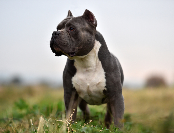 Are Bully Dogs Dangerous?