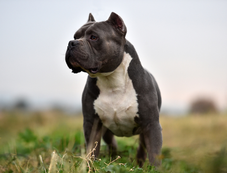 American Bully Dog Breed - History, Types, and Temperament
