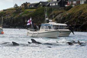 Cruise liners should apologise to Faroe Islanders