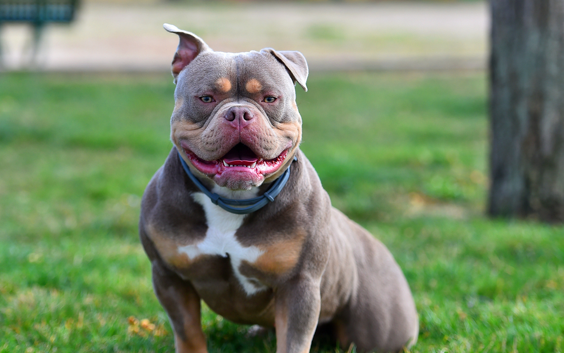 What are American bully XL dogs – and why could the government