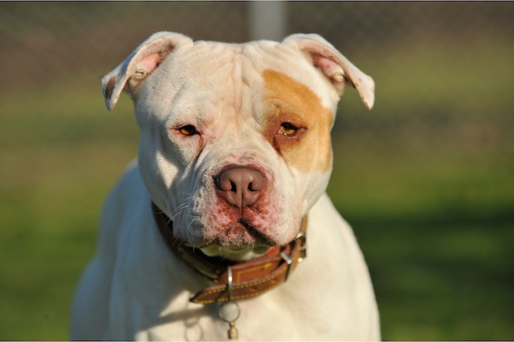 Britain to ban American XL bully dogs by the end of the year