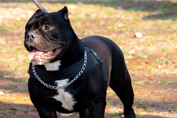 UK government urged to tackle 'killer' XL bully dogs