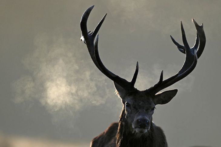 Stag don t Britain s deer problem is out of control The Spectator