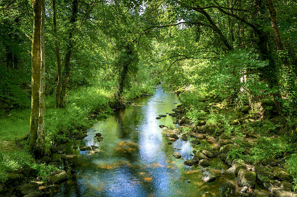 Who is looking out for Britain’s salmon and frogs?