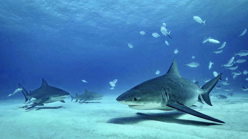 Why Australia’s sharks keep on targeting tourists