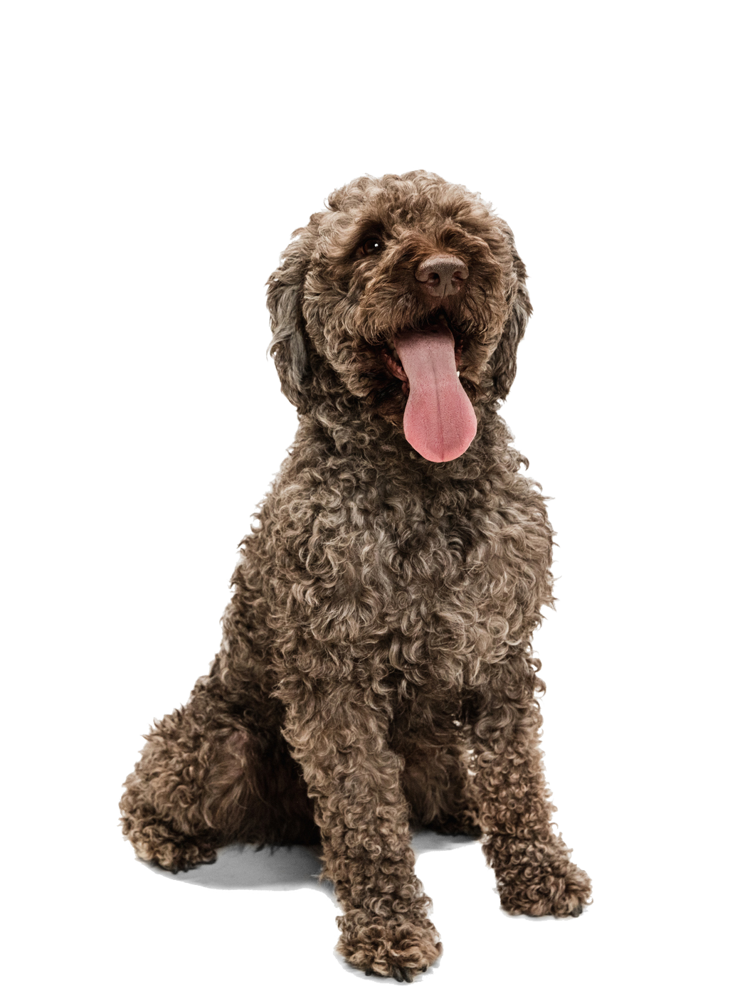 How not to train a truffle dog